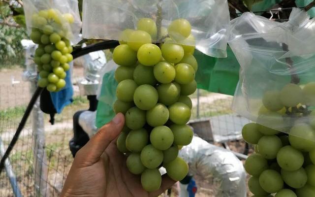 阳光玫瑰葡萄今年价格走势图：阳光玫瑰价格大跳水(5)