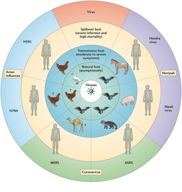 sars病毒是怎么来的（SARS病毒进入夏天就自动消失了）(7)