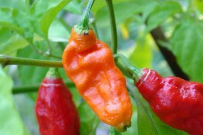 ​魔鬼辣椒怎么种植