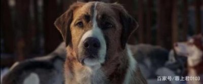 ​关于狗的电影有哪些