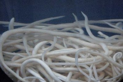 ​线虫的家庭养殖方法