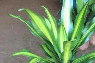 ​也门铁的养殖方法和注意事项