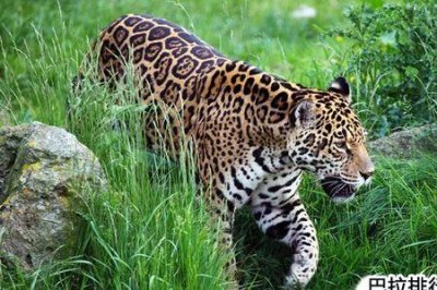 ​世界12种最濒危动物