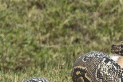 ​远古最可怕三大毒蛇