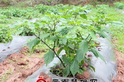 ​魔鬼辣椒种植技术与管理