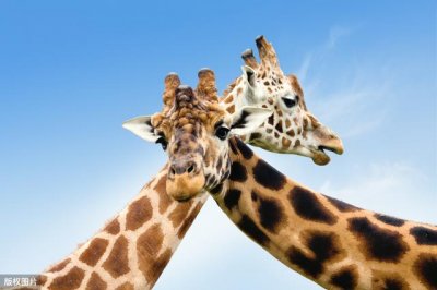 ​动物界生育方式有几种（为了孕育下一代）