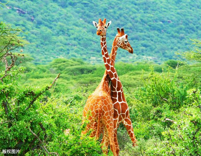 动物界生育方式有几种（为了孕育下一代）(3)