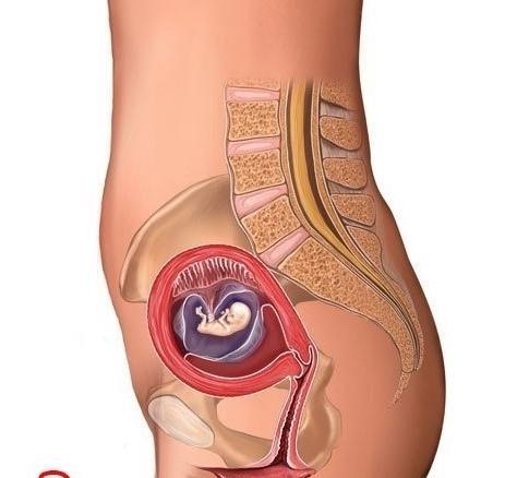 1到10个月胎儿进化过程（十张图教你了解不同月份胎儿的成长）(4)