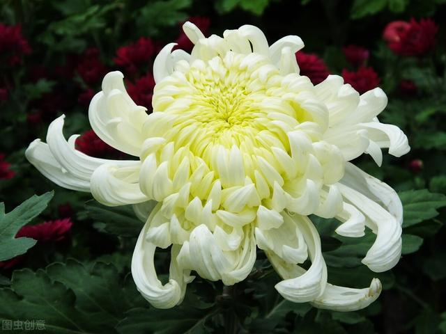 寂寞梧桐深院锁清秋李清照（雪清玉瘦向人无限依依）(2)