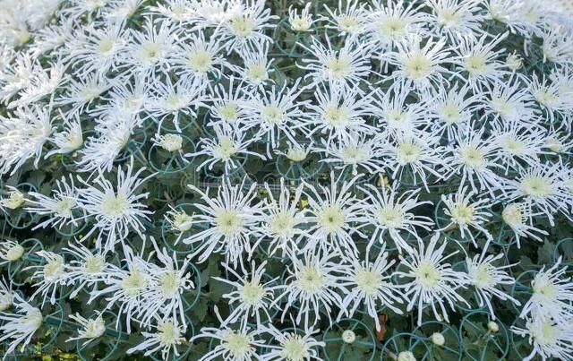 寂寞梧桐深院锁清秋李清照（雪清玉瘦向人无限依依）(7)