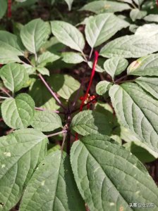 ​走进吉林长白山（走进吉林长白山）