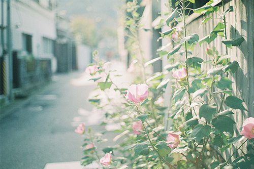 ​赞美美景美人的句子(124句)