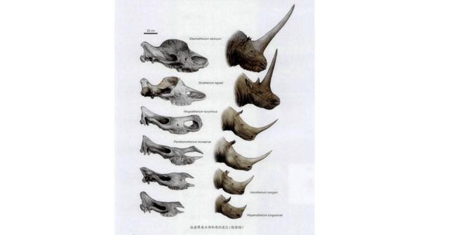 独角兽灭绝的原因（人类祖先曾经与它们在地球上共同生活过一段时间）(3)