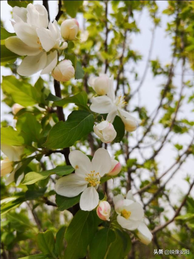 苏东坡海棠长句古诗赏析（枝间新绿一重重）(17)