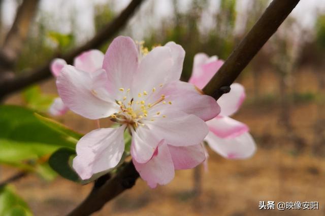 苏东坡海棠长句古诗赏析（枝间新绿一重重）(6)