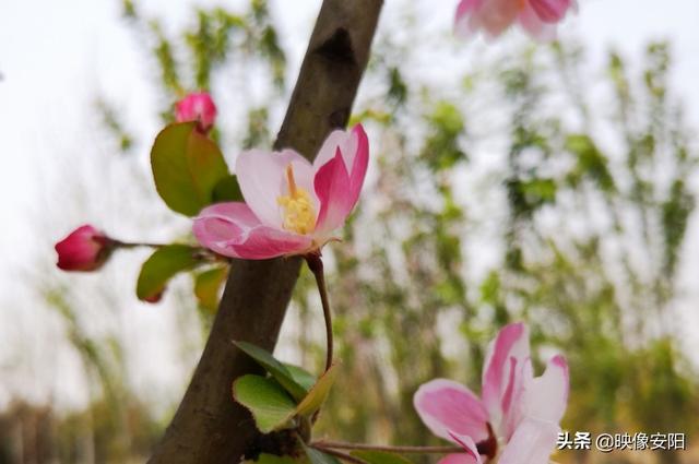 苏东坡海棠长句古诗赏析（枝间新绿一重重）(9)