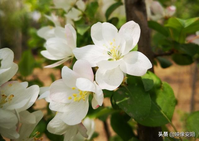 苏东坡海棠长句古诗赏析（枝间新绿一重重）(10)