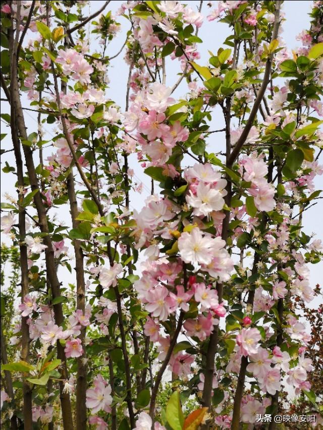 苏东坡海棠长句古诗赏析（枝间新绿一重重）(20)