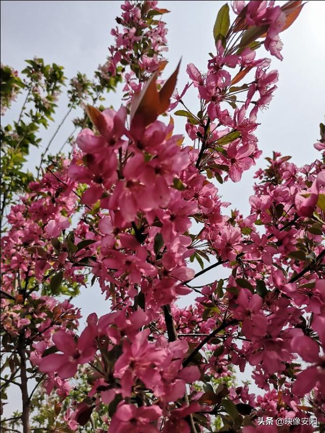 苏东坡海棠长句古诗赏析（枝间新绿一重重）(21)