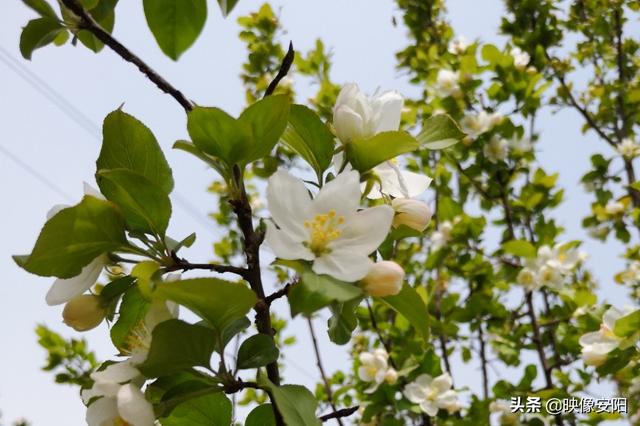 苏东坡海棠长句古诗赏析（枝间新绿一重重）(16)