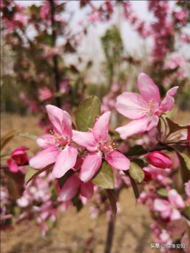 苏东坡海棠长句古诗赏析（枝间新绿一重重）(19)