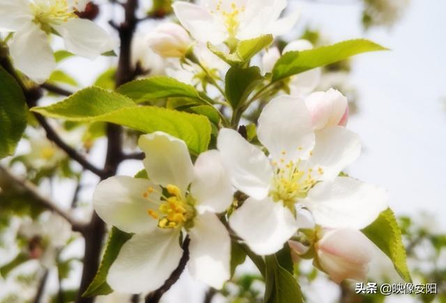 苏东坡海棠长句古诗赏析（枝间新绿一重重）(4)