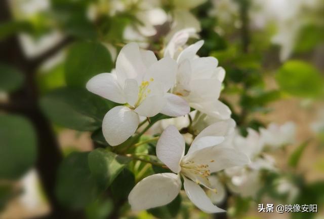 苏东坡海棠长句古诗赏析（枝间新绿一重重）(2)