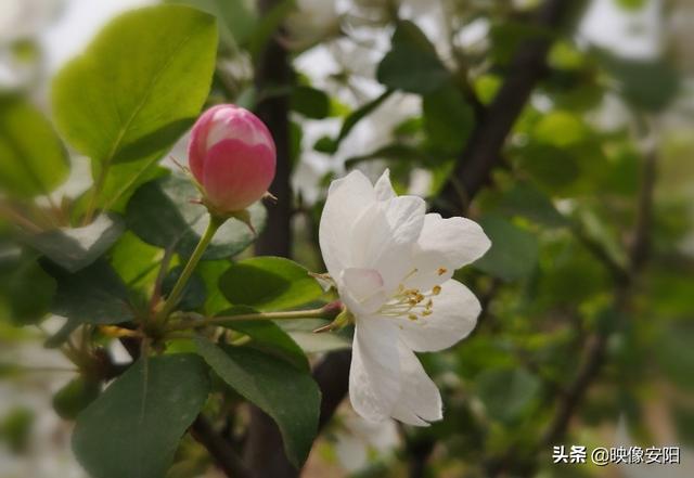 苏东坡海棠长句古诗赏析（枝间新绿一重重）(3)