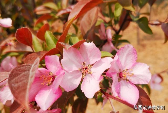 苏东坡海棠长句古诗赏析（枝间新绿一重重）(7)