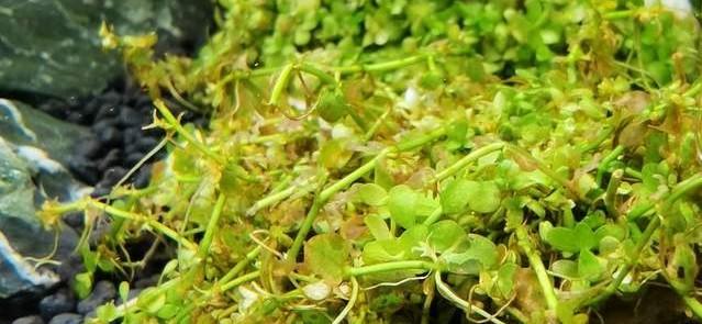 草缸造景入门水草基本知识（60cm草缸造景两个月）(5)