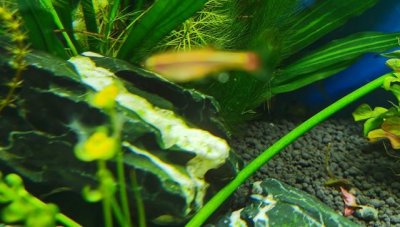 ​草缸造景入门水草基本知识（60cm草缸造景两个月）