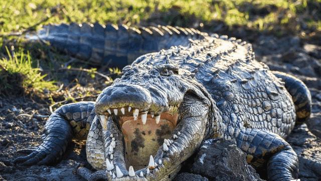史前巨鳄被吞（印尼4米巨鳄生吞男子）(3)