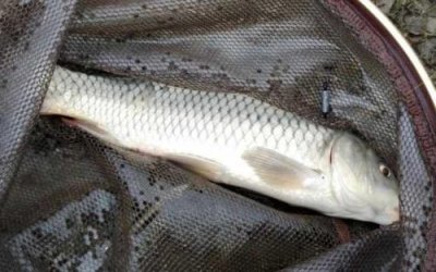 ​钓鲤鱼技巧和方法