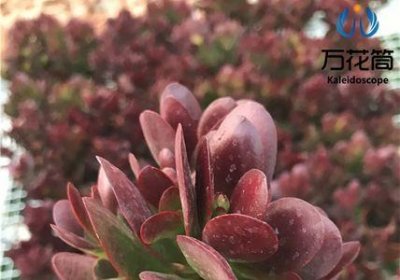 ​多肉紫蝶的寓意