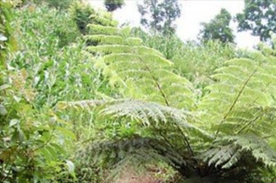 ​METT是什么意思