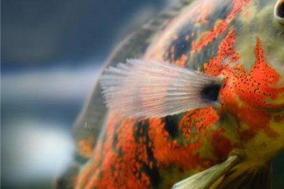 ​鲫鱼炸鳞是什么原因