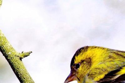 ​小黄雀是保护动物吗