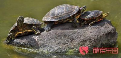 ​养巴西龟要放多少水