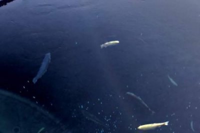 ​鱼为什么一直游来游去不休息