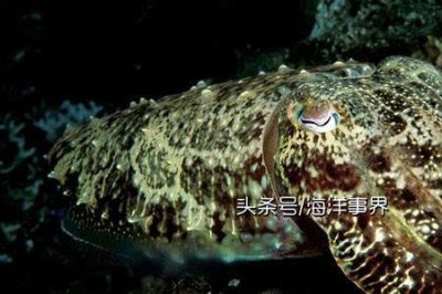 ​为什么章鱼有8只脚，乌贼有10只脚