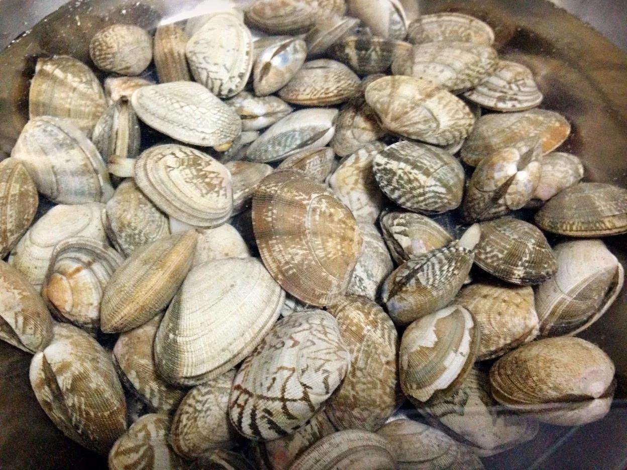 海鲜包括哪些食物(海鲜一般指的是什么)