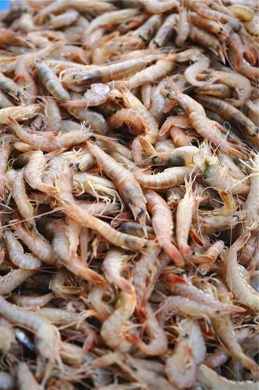 海鲜包括哪些食物(海鲜一般指的是什么)