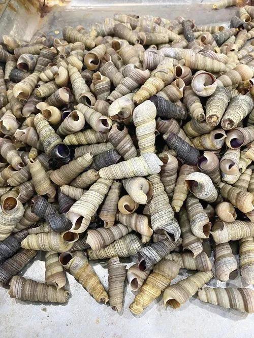 海鲜包括哪些食物(海鲜一般指的是什么)