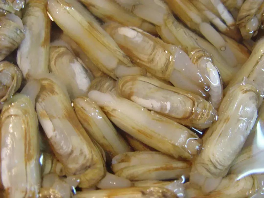 海鲜包括哪些食物(海鲜一般指的是什么)