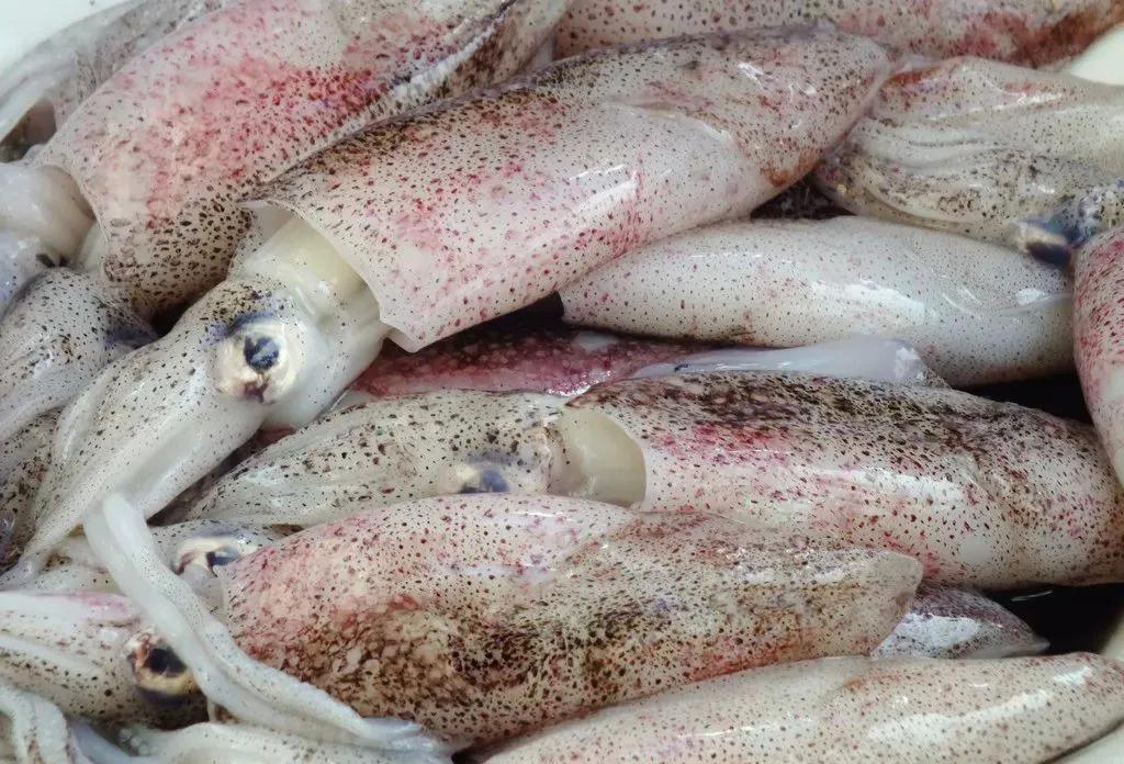 海鲜包括哪些食物(海鲜一般指的是什么)