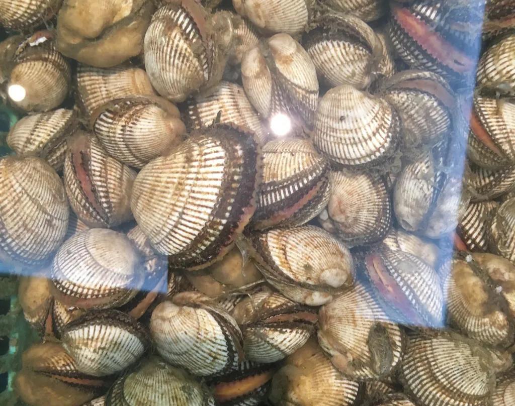 海鲜包括哪些食物(海鲜一般指的是什么)