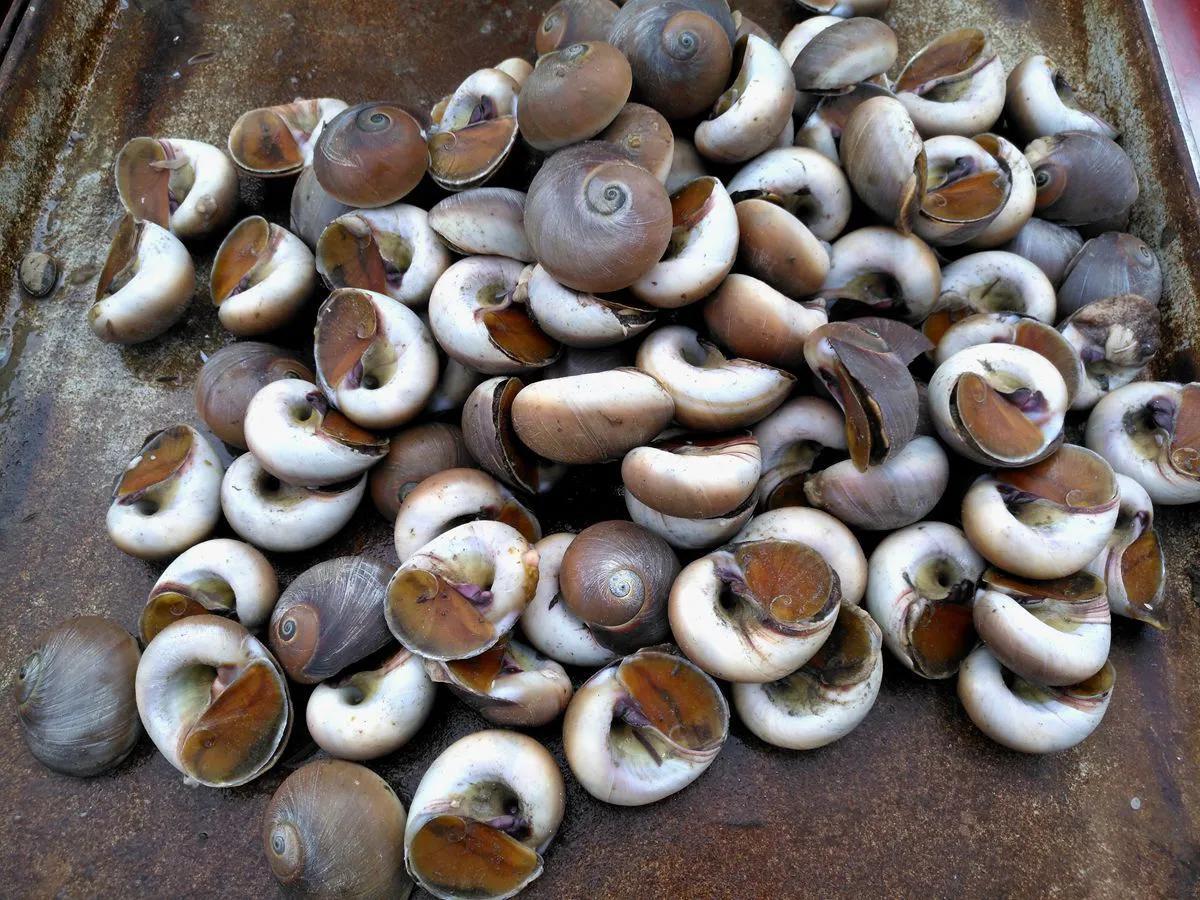 海鲜包括哪些食物(海鲜一般指的是什么)