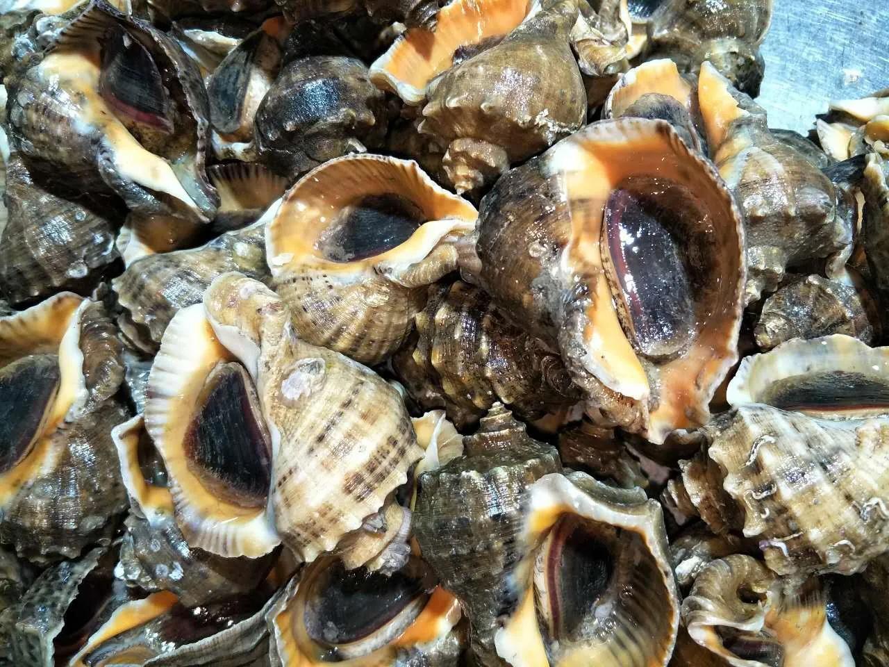 海鲜包括哪些食物(海鲜一般指的是什么)