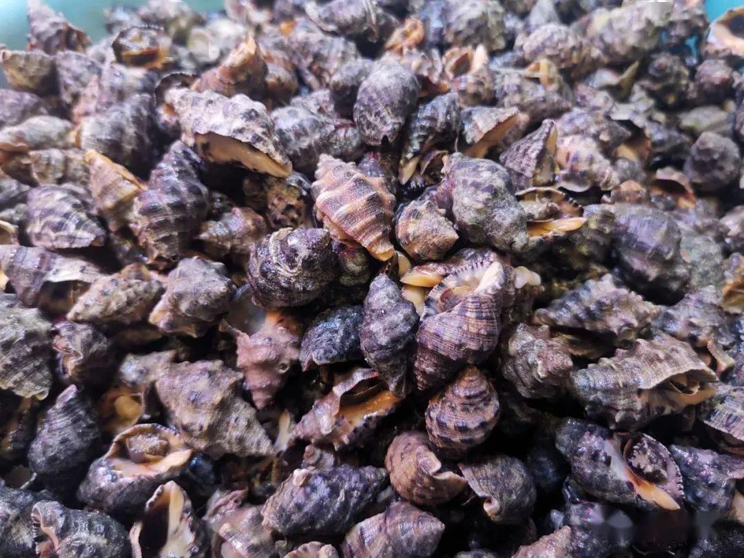 海鲜包括哪些食物(海鲜一般指的是什么)