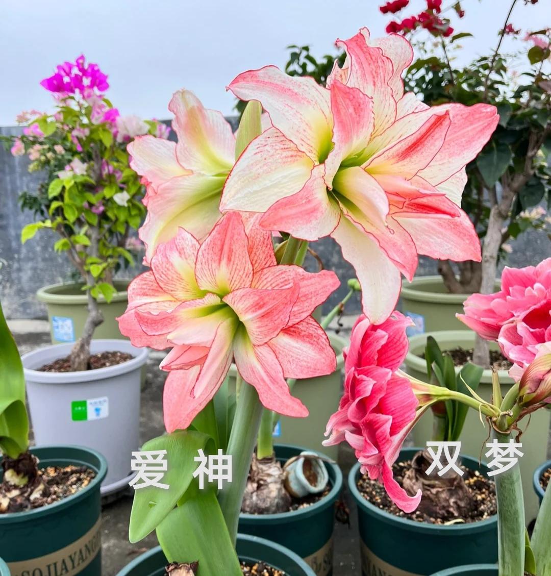 朱顶红哪个品种开花漂亮(最美朱顶红品种推荐)